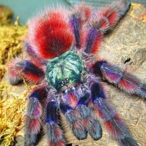 Meet your Posher, Dusty